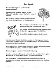 Der-Apfel-Lesetext-1-3.pdf